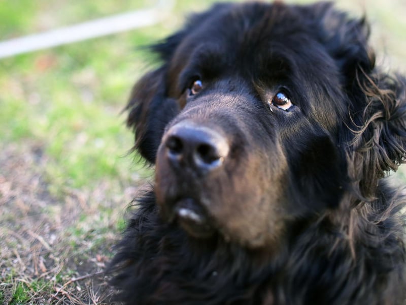 With its combination of loyalty, intelligence and sweet nature, the Newfoundland is a great family dog. They may be huge, but they are also gentle and protective of children.