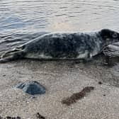 Members of the public are being urged not to approach seals (Scottish SPCA)