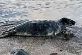Members of the public are being urged not to approach seals (Scottish SPCA)