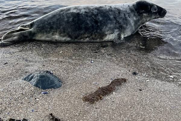 Members of the public are being urged not to approach seals (Scottish SPCA)