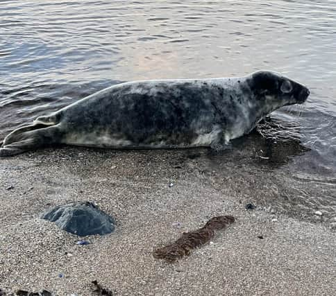 Members of the public are being urged not to approach seals (Scottish SPCA)