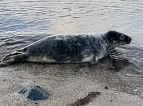 Members of the public are being urged not to approach seals (Scottish SPCA)