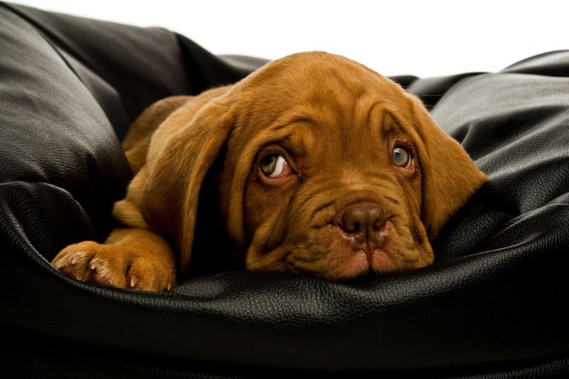 The muscular and loyal Dog de Bordeaux has seen a 669 per cent increase in Kennel Club registrations since 1997. A Dogue de Bordeaux co-starred with Tom Hanks in Hollywood film 'Turner and Hooch'.