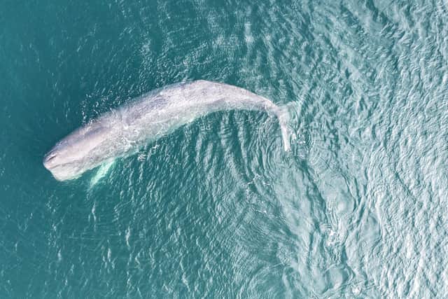 Despite being in shallow waters, the whale continued trying to feed. Pic:  Gary Buchan / SWNS
