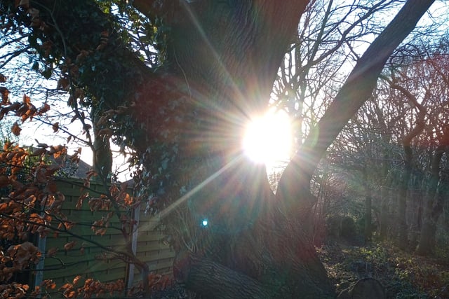 The sun bursting out from behind a tree taken by Cathy Langan