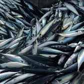 While strict quotas are intended to maintain stock numbers, mackerel and other species of fish are being hauled from the seas in their tens of thousands.