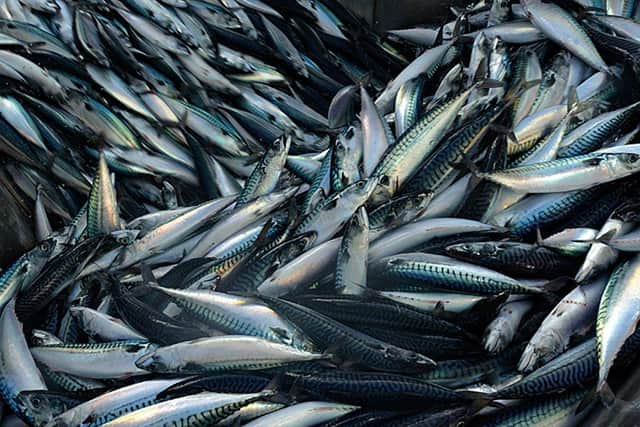 While strict quotas are intended to maintain stock numbers, mackerel and other species of fish are being hauled from the seas in their tens of thousands.