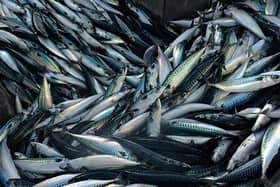 While strict quotas are intended to maintain stock numbers, mackerel and other species of fish are being hauled from the seas in their tens of thousands.