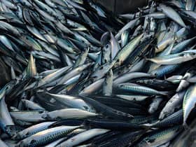While strict quotas are intended to maintain stock numbers, mackerel and other species of fish are being hauled from the seas in their tens of thousands.