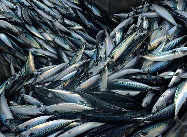 While strict quotas are intended to maintain stock numbers, mackerel and other species of fish are being hauled from the seas in their tens of thousands.