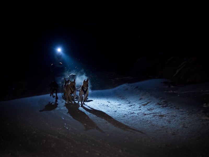 "Some dogs don’t mind the dark. Others dislike it, especially if they have anxiety. Old dogs with cognitive dysfunction may also struggle more with darker evenings. If your dog appears stressed by the dark, keep night walks to a minimum and do some indoor mental stimulation instead."