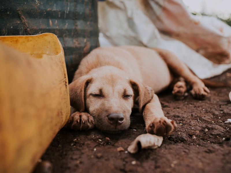 Dog collars and walking gear can get quite dirty with constant wear. Over time, your pups outdoor wear will eventually absorb enough skin oils, dirt and grime they develop into an odour. So eventually, collars and leads will need to be washed to keep them smelling fresh - and to prevent any bacteria buildup. While the washing machine seems like the easiest option, not all materials can withstand it, some can fall apart or become damaged if the setting is too high. The best option is to wash by hand, using a mild detergent, dish soap or even dog shampoo.