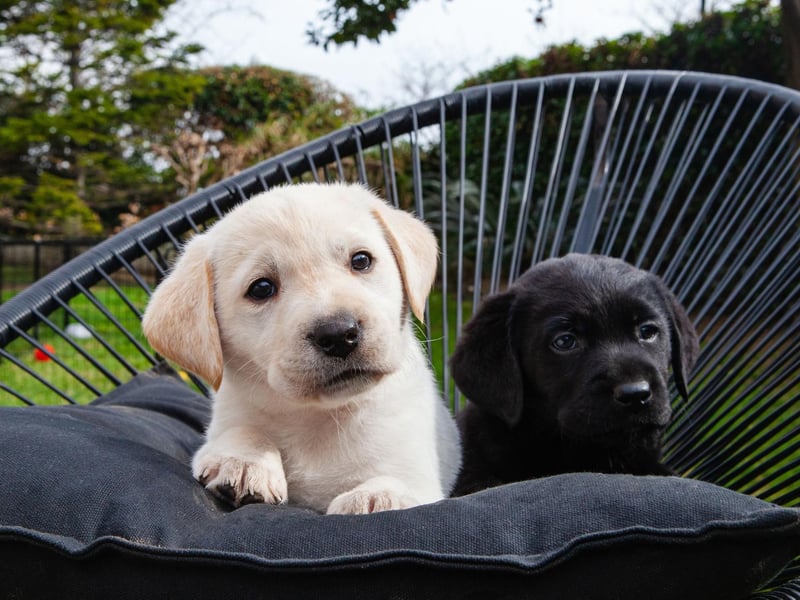 The Labrador Retriever is the most popular dog in the UK for good reason - it has a wonderfully sociable temperament. In fact, a potential problem with Labradors is that they love people too much, finding it difficult to keep their distance if somebody is scared of dogs.