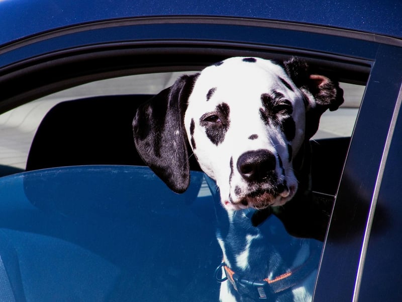 The Dalmation is one of the most intelligent breeds but is also one of the most energetic, which presents training challenges. It's important to start toilet training early, before they can outrun you with ease.