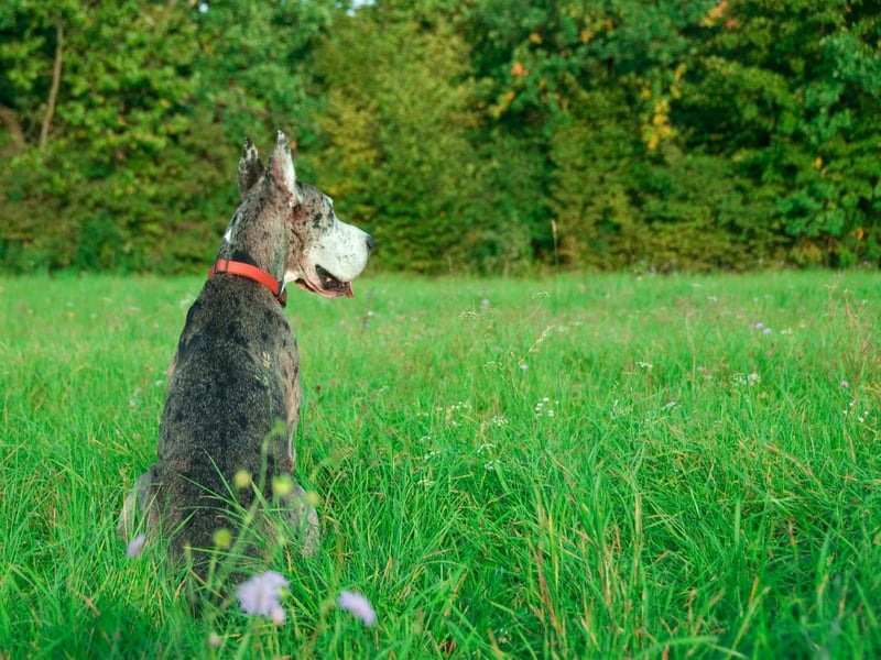 The Great Dane is one of the few large breeds to genuinely thrive in warm weather. Their innate laziness certainly helps - they are likely to just sleep through heatwaves.