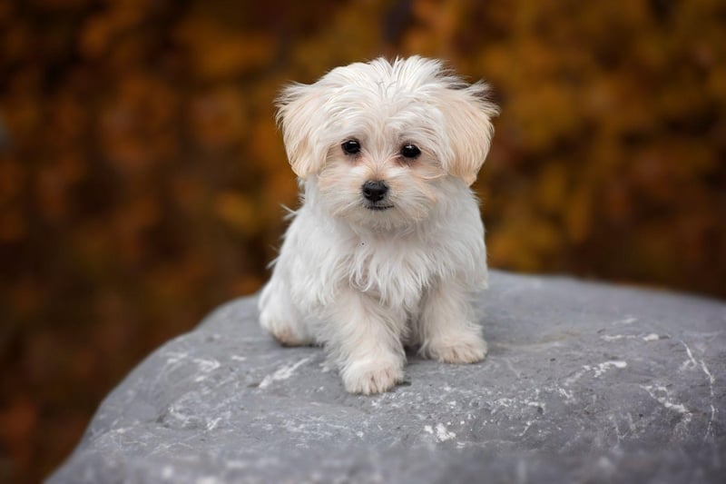 Lola takes the bronze medal position for female dog names worldwide. It's a short form of the name Dolores, meaning 'sorrow'.