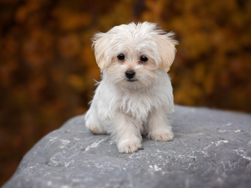 Lola takes the bronze medal position for female dog names worldwide. It's a short form of the name Dolores, meaning 'sorrow'.