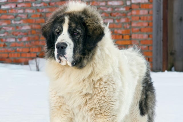 The Pyrenean Mastiff may have been popular in northeast Spain to protect flocks in the high pastures of the Pyrenees, but there's less need of them here in the UK - with no registrations in any of the last five years.
