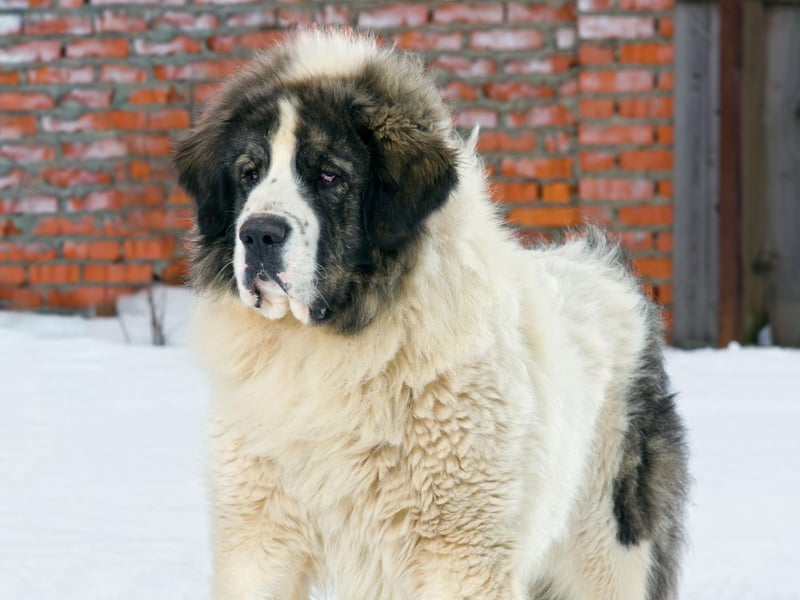 The Pyrenean Mastiff may have been popular in northeast Spain to protect flocks in the high pastures of the Pyrenees, but there's less need of them here in the UK - with no registrations in any of the last five years.