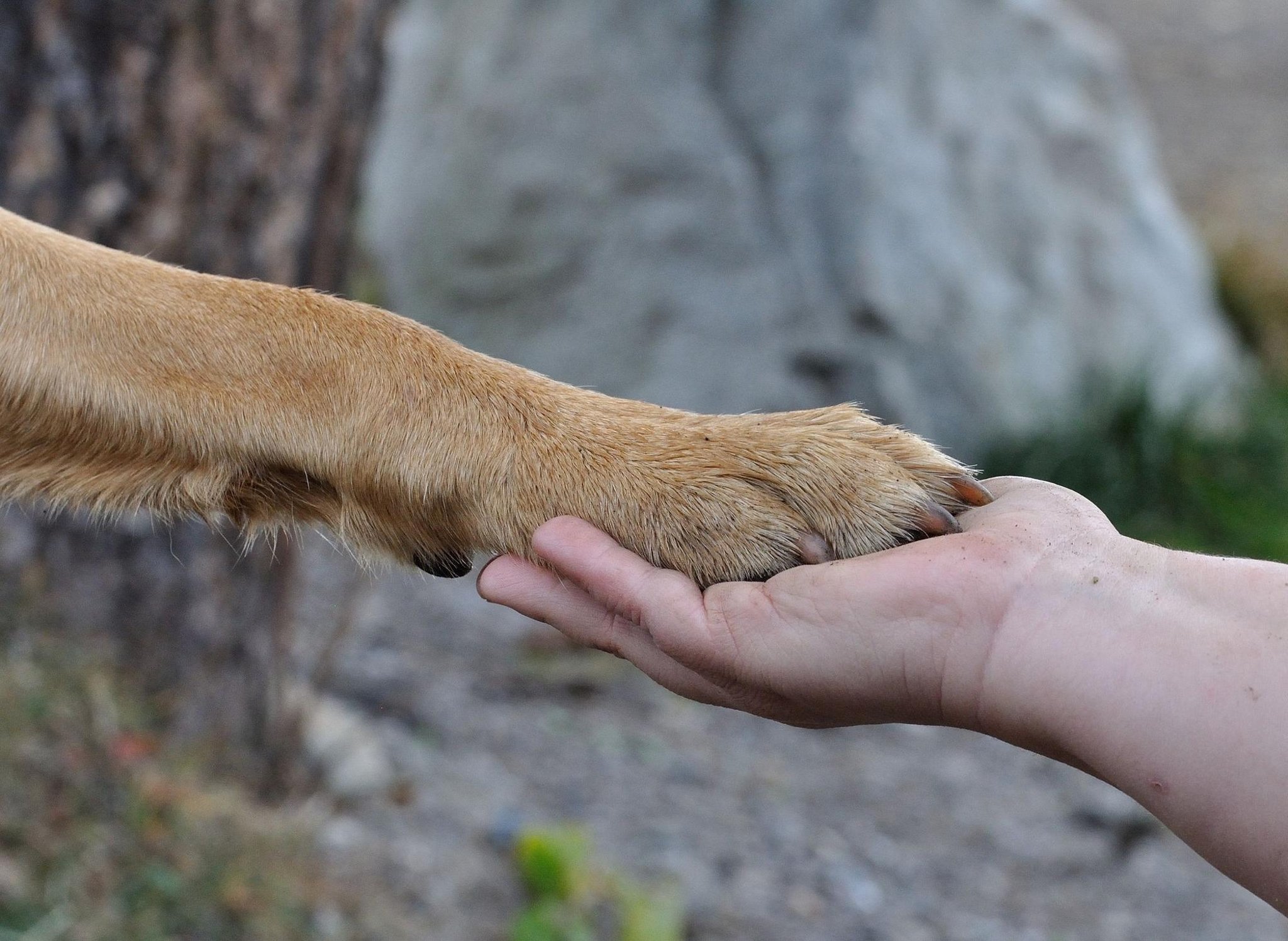 World the in biggest dogs