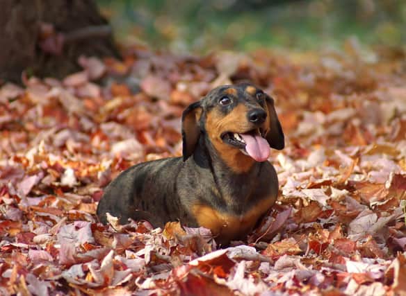 A few tips can ensure your dog has a great autumn.