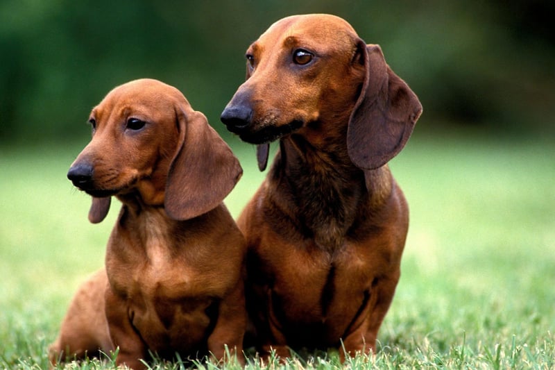The small sausage dog with the big personality, the Mini Smooth Haired Dachshund is the second most popular small dog in the UK, with 10,369 registrations in 2020.
