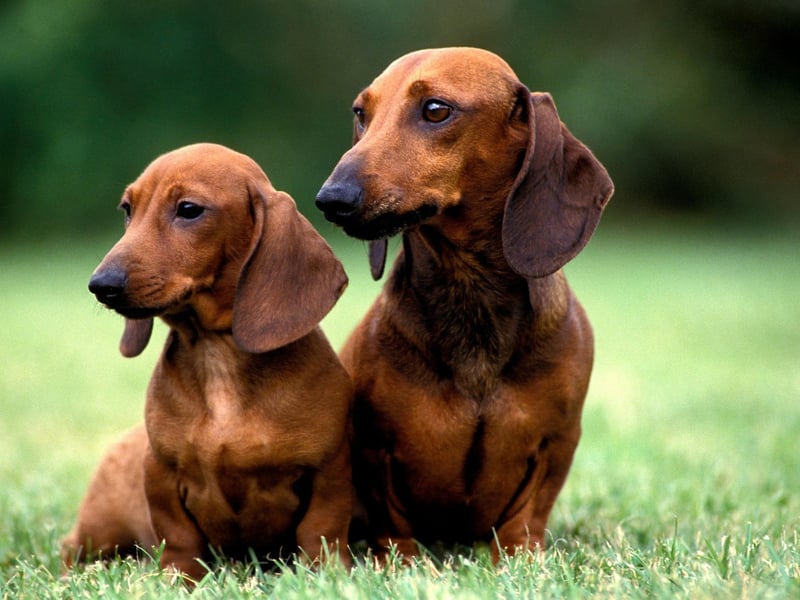 The small sausage dog with the big personality, the Mini Smooth Haired Dachshund is the second most popular small dog in the UK, with 10,369 registrations in 2020.