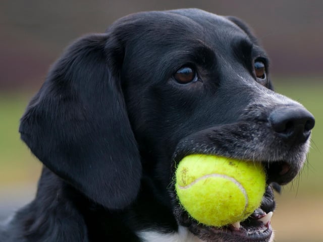 Whilst most dogs love chasing, catching and playing with a tennis ball, as a chew toy, they are absolutely not great! I see many chipped and worn teeth from excessive tennis ball chewing and so I would recommend dog owners avoid giving them to their dogs. There are far better things to offer your dog if they like to chew things, such as dental sticks or split deer antlers. Save your tennis balls for a game of catch!