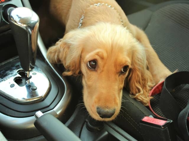 Cars are just one of the places where dognappers may target your pup.