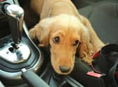 Cars are just one of the places where dognappers may target your pup.