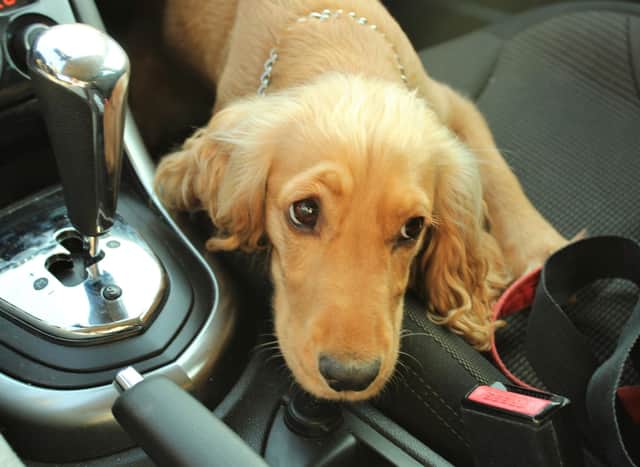 Cars are just one of the places where dognappers may target your pup.