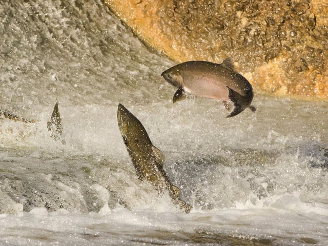 Scotland's rivers are world-renowned for their majestic silver salmon, although they tend to stay hidden underwater. In October they are migrating upstream to spawn and so are on the move. Salmon ladders (such as the one in Pitlochry) help them on their way and if you're patient you may be rewarded by the spectacle of them leaping out of the water.
