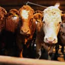 Better manure management and selective breeding of livestock could reduce methane emissions from agriculture (Picture: Jeff J Mitchell/Getty Images)