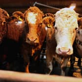 Better manure management and selective breeding of livestock could reduce methane emissions from agriculture (Picture: Jeff J Mitchell/Getty Images)