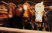 Better manure management and selective breeding of livestock could reduce methane emissions from agriculture (Picture: Jeff J Mitchell/Getty Images)