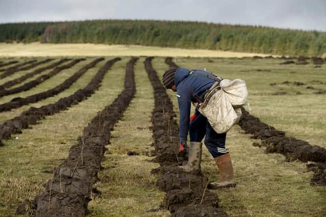 The UK should increase tree planting to produce the wood we need to help us to achieve our climate change targets.