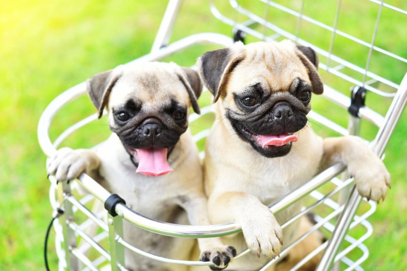 Lola is the second most popular name for Pug owners. It's a Spanish name that means 'sorrows'.