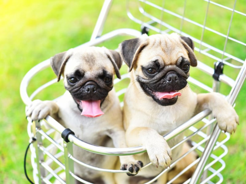Lola is the second most popular name for Pug owners. It's a Spanish name that means 'sorrows'.