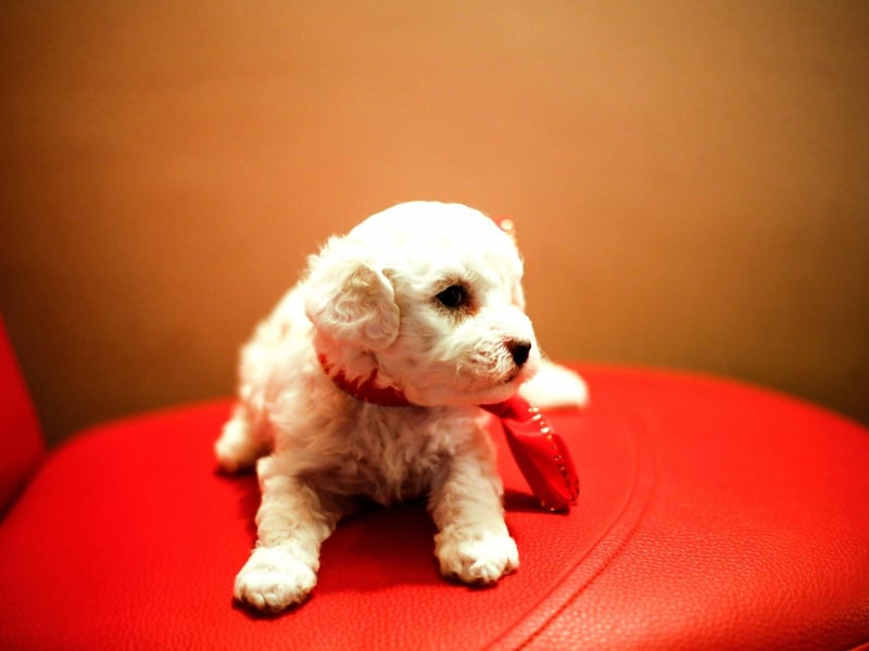 The Bichon Frise didn't arrive in Australia until the 1970s but has since become very popular Down Under where the breed has been widely embraced as both a companion dog and a show dog.