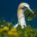 A gannet among vegetation on the cliffs 