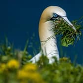 A gannet among vegetation on the cliffs 