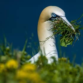 A gannet among vegetation on the cliffs 