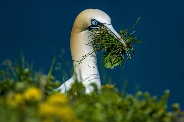 A gannet among vegetation on the cliffs 