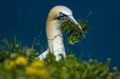 A gannet among vegetation on the cliffs 