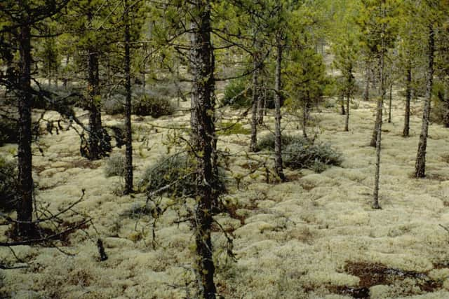 Clearings have been created in Culbin forest, in Moray, letting in more light to help lichens thrive. Picture Isobel Cameron/FLS