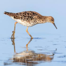 Frankfield Loch is now in public ownership. It is described as a 'jewel' in the crown' for birdwatchers, with numerous species - including ruff - found in the area