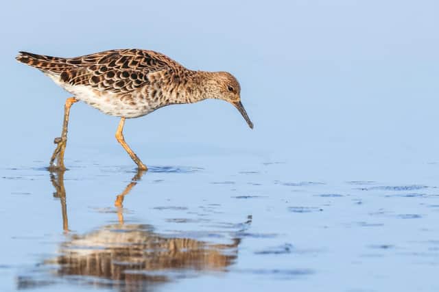 Frankfield Loch is now in public ownership. It is described as a 'jewel' in the crown' for birdwatchers, with numerous species - including ruff - found in the area