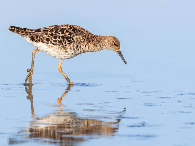 Frankfield Loch is now in public ownership. It is described as a 'jewel' in the crown' for birdwatchers, with numerous species - including ruff - found in the area