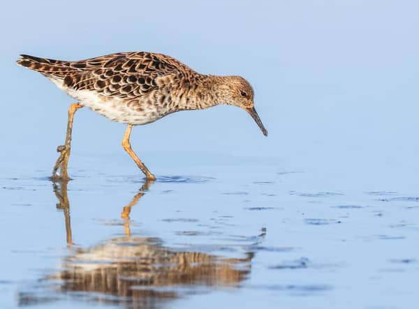 Frankfield Loch is now in public ownership. It is described as a 'jewel' in the crown' for birdwatchers, with numerous species - including ruff - found in the area