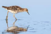 Frankfield Loch is now in public ownership. It is described as a 'jewel' in the crown' for birdwatchers, with numerous species - including ruff - found in the area